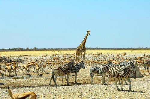 Namibia - Etosha Park